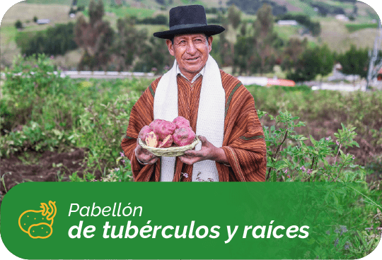 5. tubérculos y raíces-min