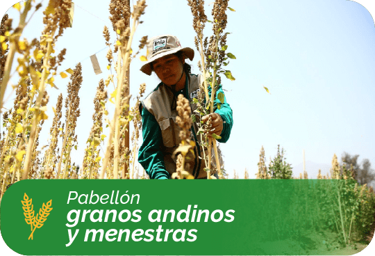 6. granos andinos-min